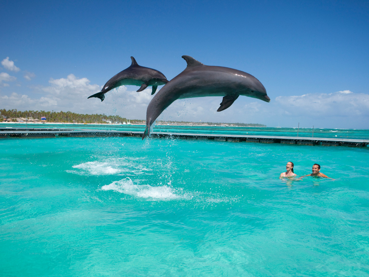 Дельфинарий в Доминикане