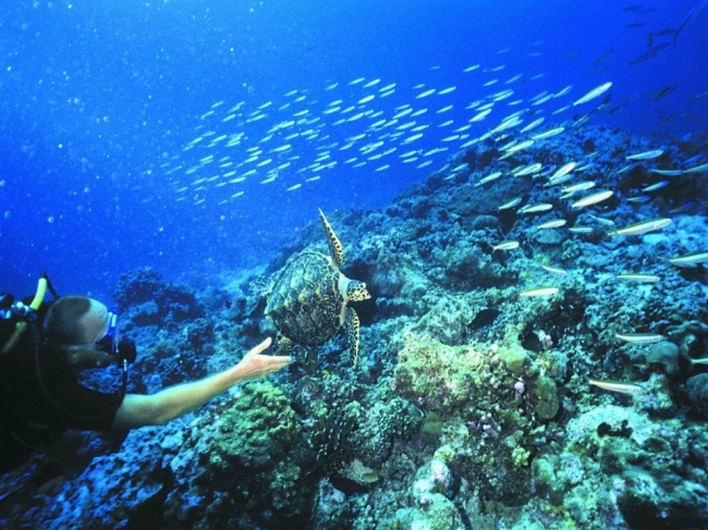 Подводный мир у берегов Сейшел