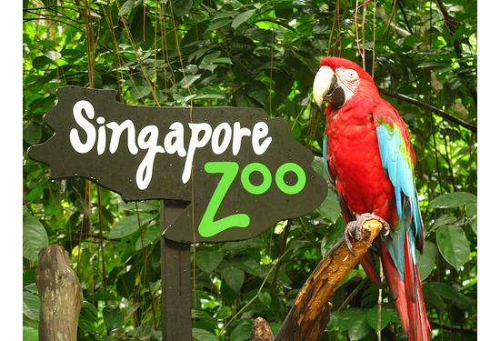 зоопарк Сингапура