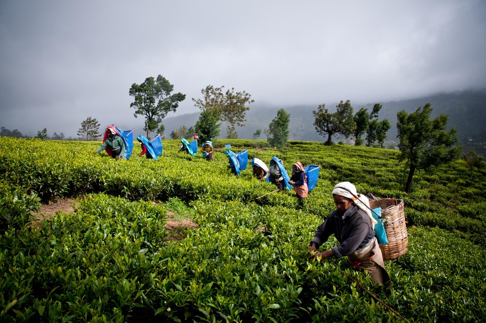 чайные плантации Шри-Ланки