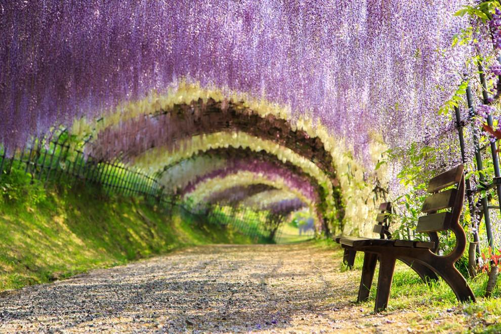 Тоннель Вистерия. Сад цветов Кавати Фудзи, Япония