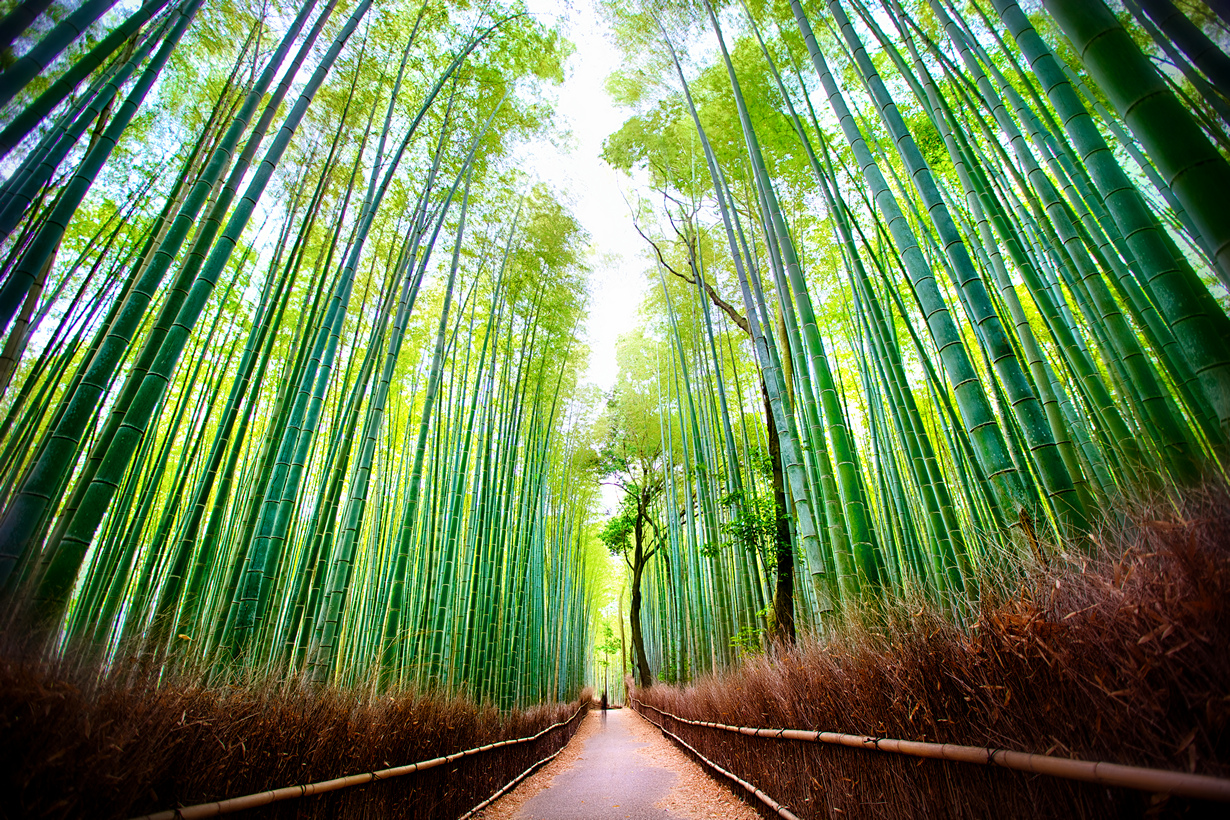 Япония. Киото. Бамбуковый лес Сагано.